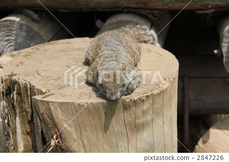Squirre Squirre 2847226
