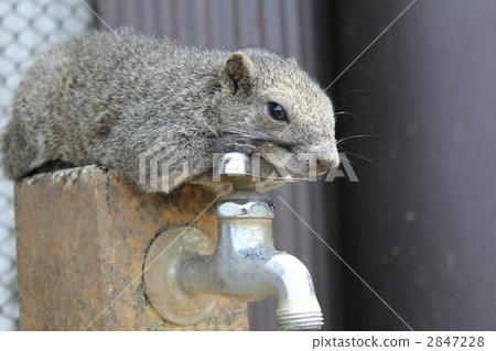 Squirre Squirre 2847228