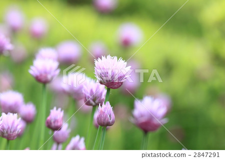 Chives 2847291