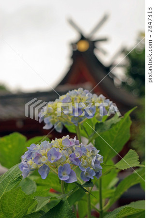 亞塔寺·春日神社和繡球花 2847313