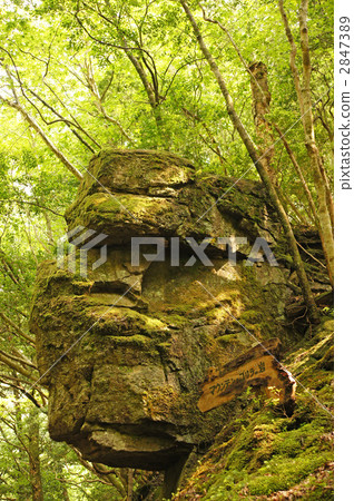 Mountain gorilla rock 2847389