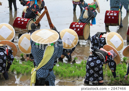 Mibu's flower rice plant Mibu's flower rice plant 2847466