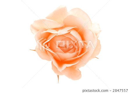 花·玫瑰·裘德·無名 花·玫瑰·裘德·無名 2847557