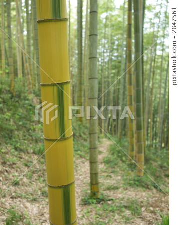 Mimaki Kimiaki Mimaki Kimiaki 2847561