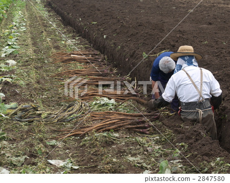 牛蒡收穫 2847580