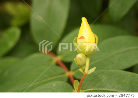 hypericum calycinum, bud, beautiful 2847775