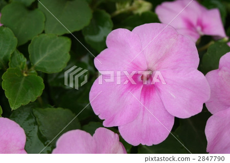 粉色鮮花 蘇丹鳳仙花 花朵 2847790