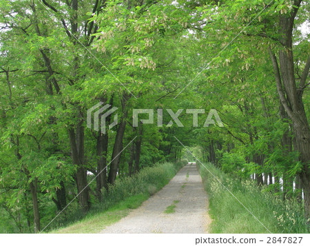 Nagano Prefecture Azumino Seseragi no Koji [Landscape/sightseeing spot] 2847827