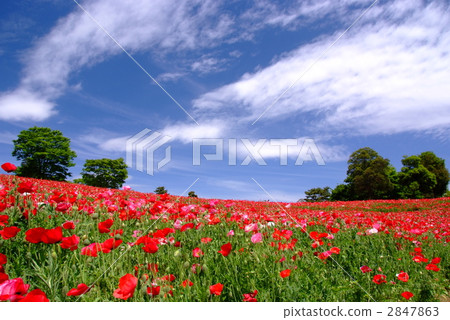 Poppy blooming hill Poppy blooming hill 2847863