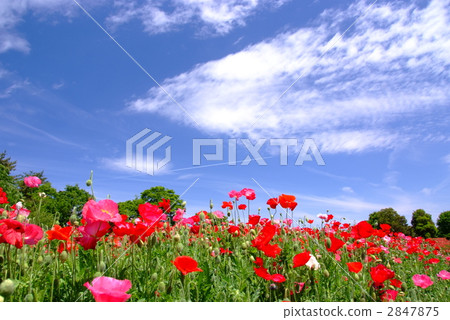 Poppy blooming hill 2847875