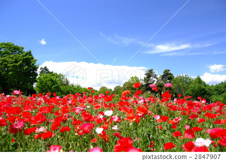 Poppy blooming hill Poppy blooming hill 2847907