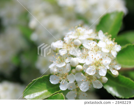 Piracansa flowers 2848229