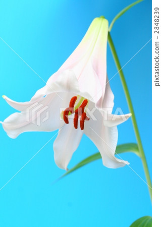 莎莎百合花發光的紅棕色花藥 莎莎百合花發光的紅棕色花藥 2848239