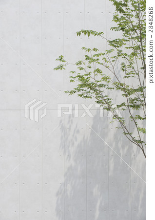 outer wall, planting tree, concrete 2848268