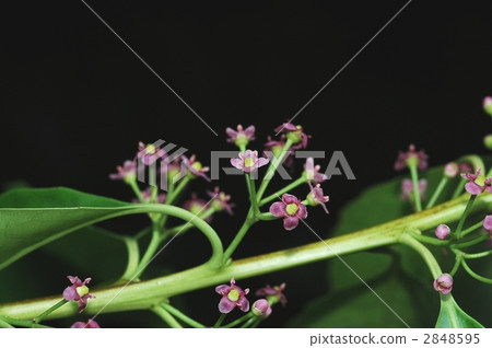 Nanamino (female flower) Nanamino (female flower) 2848595