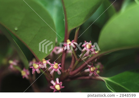 燕尾(雌花) 燕尾(雌花) 2848599