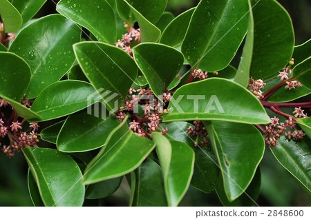 燕尾(雌花) 燕尾(雌花) 2848600