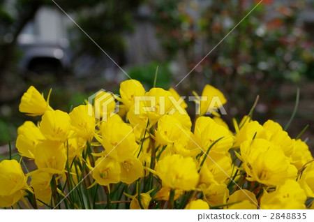 襯裙水仙花 2848835