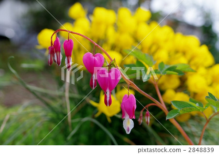 Kemansou (aka: titsurisou) and petticoat daffodil background 2848839