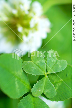 Lucky heart clover Lucky heart clover 2848891
