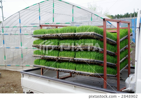 Light truck carrying seedlings 2848902