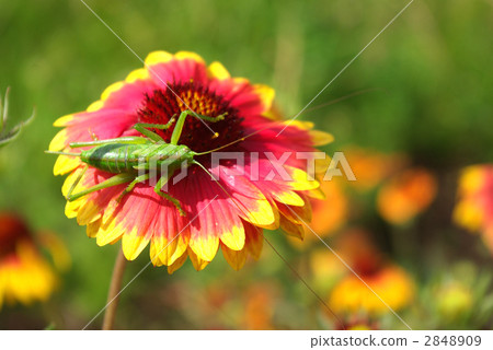 A larva of a young yellowtail on a flower of a Gailarudia 2848909