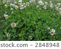 Clover  2848948