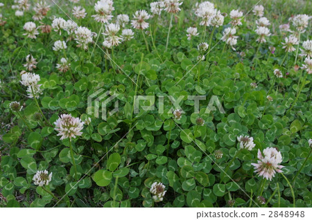 Clover  2848948