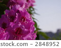 Azalea (mountain rhododendron) 2848952