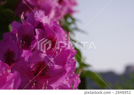 Azalea (mountain rhododendron) 2848952