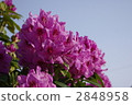 Azalea (mountain rhododendron) 2848958