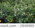 Summer turkish flowers 2848960