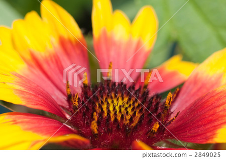 Gaira Rudia Gaira Rudia 2849025