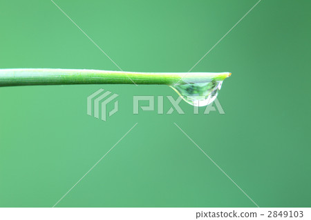 pine needles, drop, drip 2849103