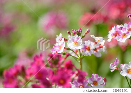 粳稻報春 2849191