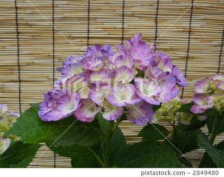 繡球花 花朵 花 2849480
