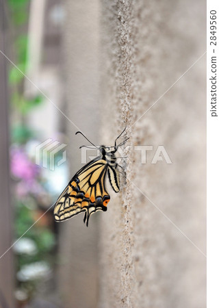 Namiageha that dries feathers 2849560