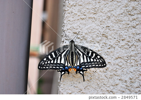 對稱 對稱 2849571