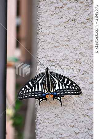 Wings of early summer 2849573