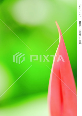 Bird of paradise 2849860