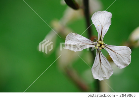 芝麻菜花 2849865