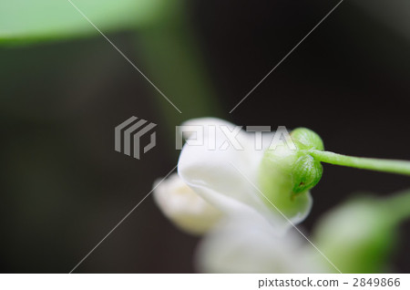 巧妙的花朵 2849866