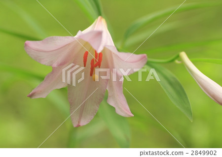 玫瑰百合 星百合 姬百合 2849902