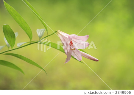 玫瑰百合 百合 星百合 2849906