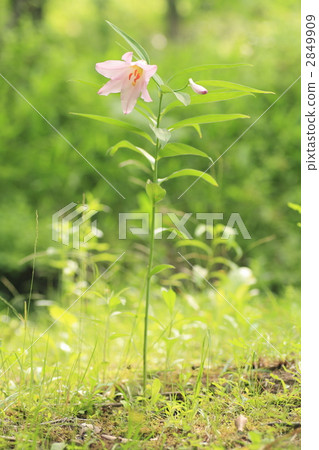 玫瑰百合 百合 星百合 2849909