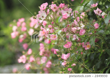 玫瑰花 玫瑰 殖民地 2849930