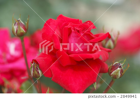 rose, rob roy, red rose 2849941