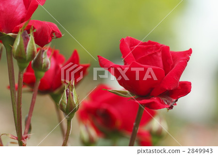 rose, rob roy, red rose 2849943