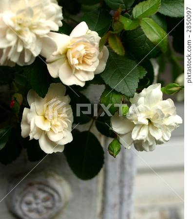 Mini rose Green Ice potted plant Mini rose Green Ice potted plant 2850097