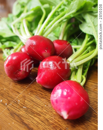 蘿蔔 蘿蔔 2850108